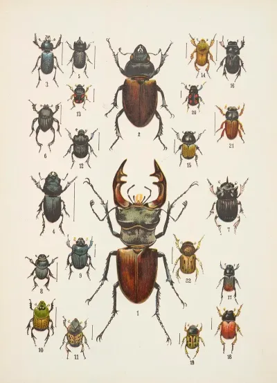 Chrzaszcze Beetles Pl 07