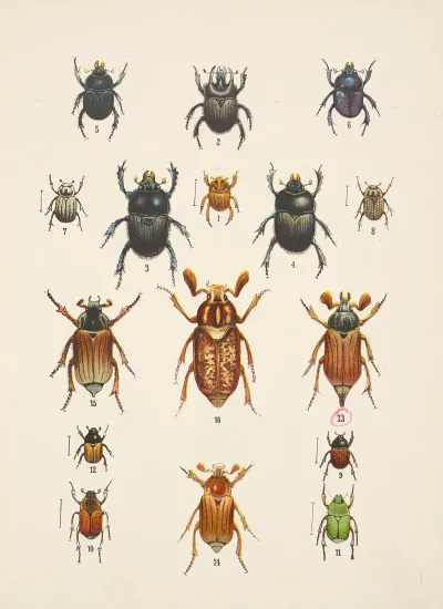 Chrzaszcze Beetles Pl 08