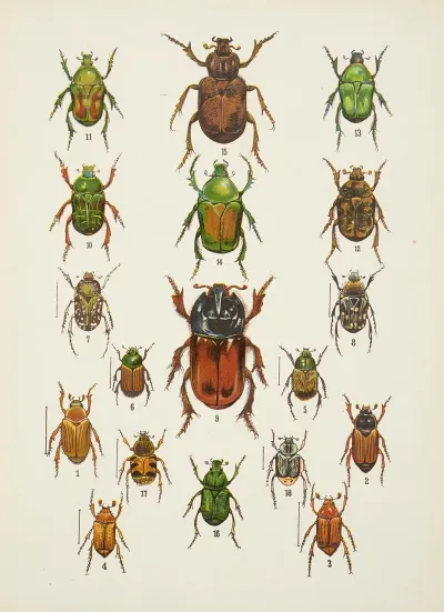 Chrzaszcze Beetles Pl 09