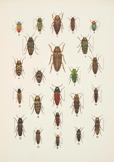 Chrzaszcze Beetles Pl 10