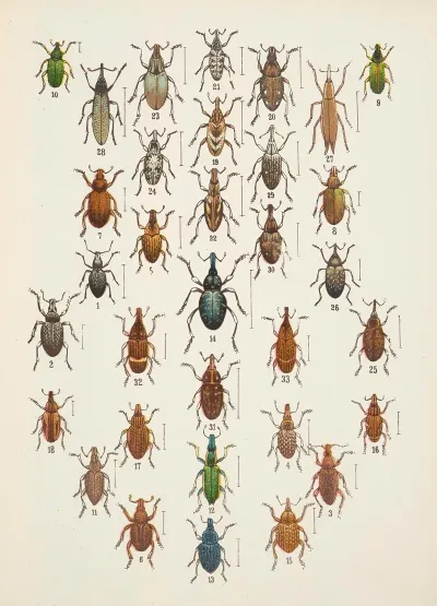 Chrzaszcze Beetles Pl 13