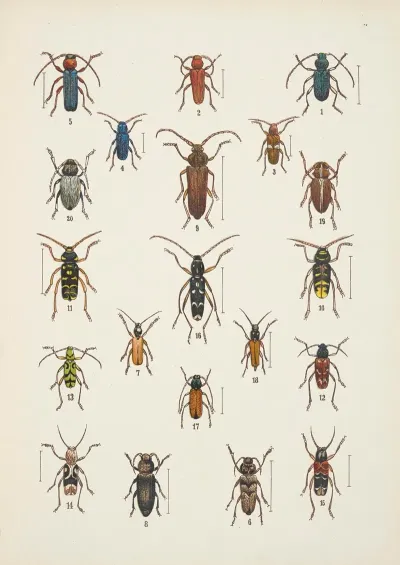 Chrzaszcze Beetles Pl 16