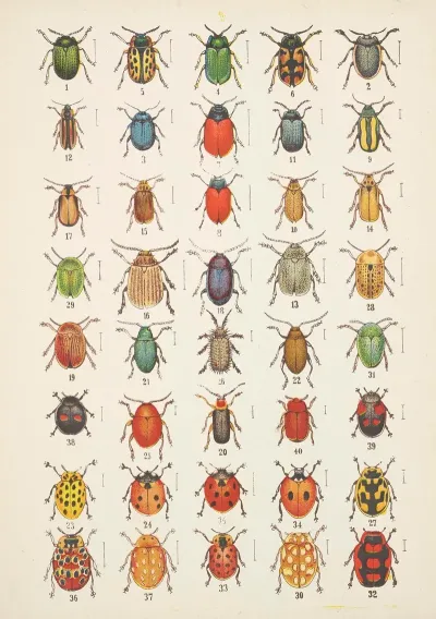 Chrzaszcze Beetles Pl 20
