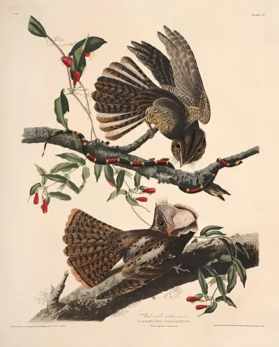 Chuck Wills Widow 2