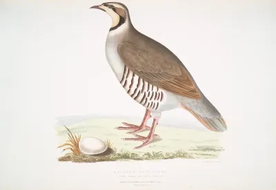 Chuckar Partridge Perdix Chukar India Natural Size
