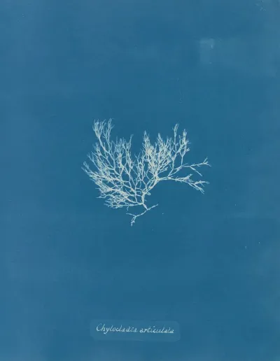 Chylocladia Articulata
