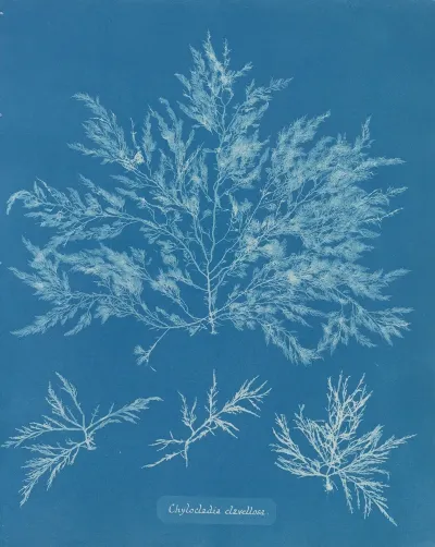 Chylocladia Clavellosa