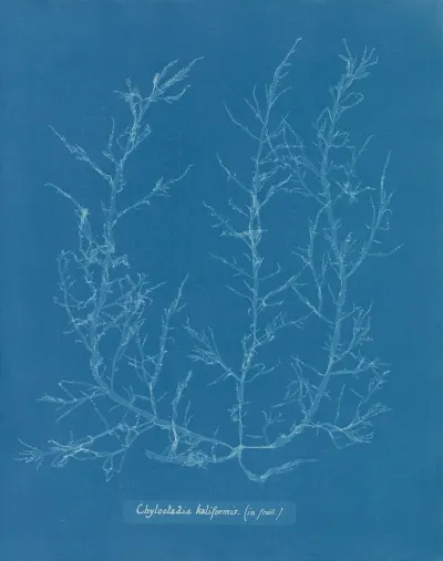 Chylocladia Kaliformis In Fruit
