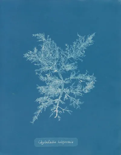 Chylocladia Kaliformis