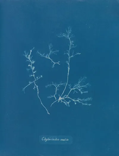 Chylocladia Ovalis 2