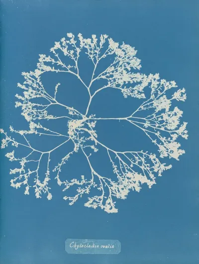 Chylocladia Ovalis