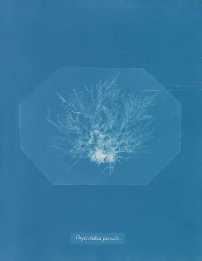Chylocladia Parvula