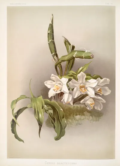 Chysis Bractescens