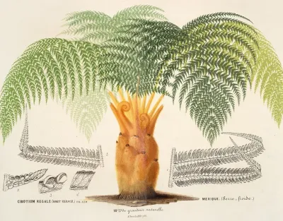 Cibotium Regale