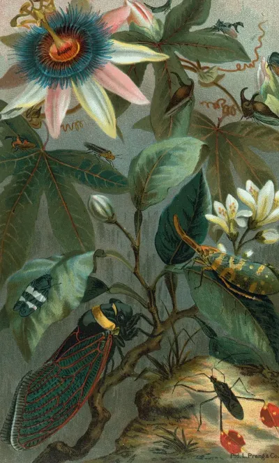 Cicadae Lantern Fly Etc