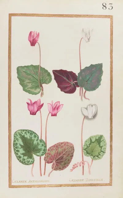 Ciclamen Anthiochenum Ciclamen Bisantinum
