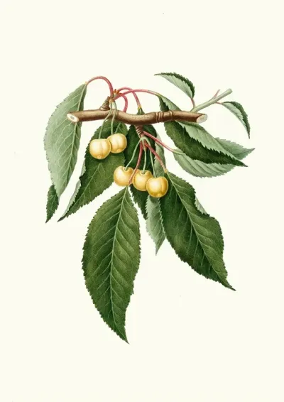 Cilegia Gialla Duracina Cerasus Duracina Cherry