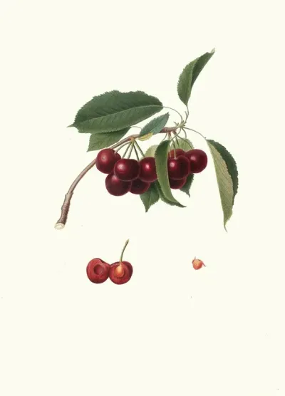 Cilegia Visciolona Cerasus Visciola Cherries