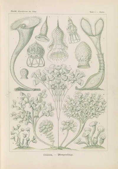 Ciliata Wimperlinge