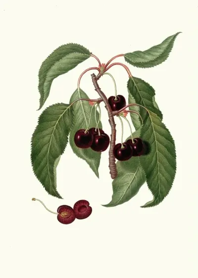 Ciliega Napoletana Cerasus Duracina Hard Fleshed Cherry