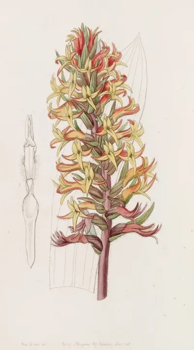 Cinnabar Stenorhynchus