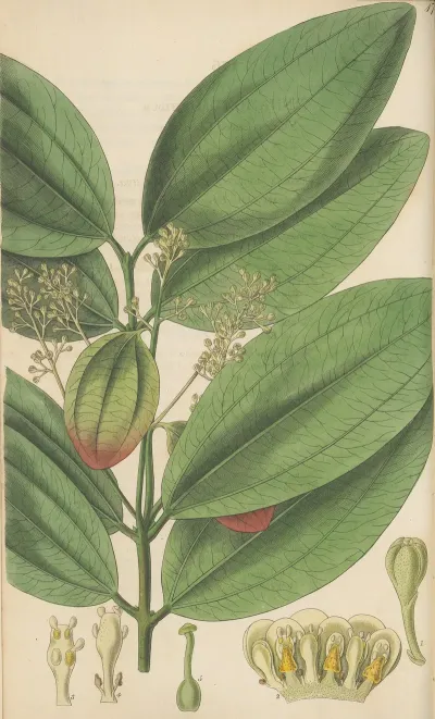 Cinnamomum Nitidum