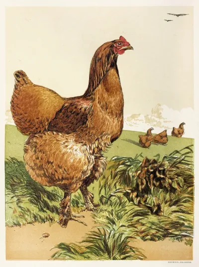 Cinnamon Cochin Hen
