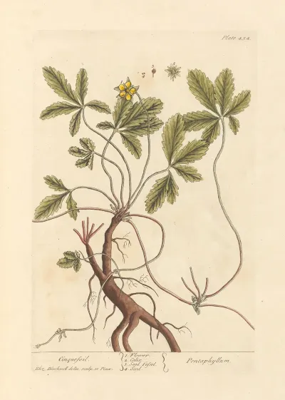Cinquefoil