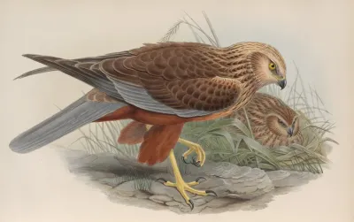 Circus Aeruginosus Marsh Harrier
