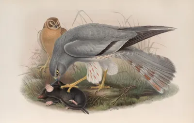 Circus Cinerascens Ash Colored Harrier