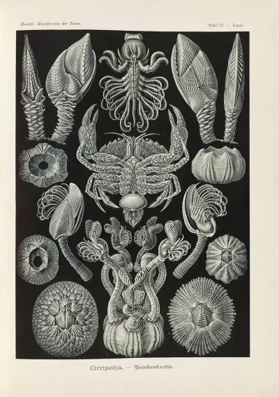Cirripedia Rankenkreble