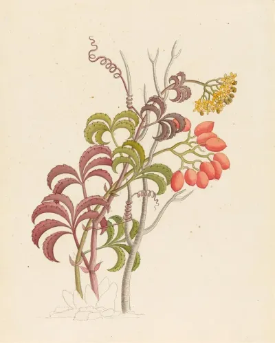 Cisfus Nov Sp Cyphostemma Quinatum
