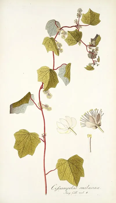Cissampelos Smilacina