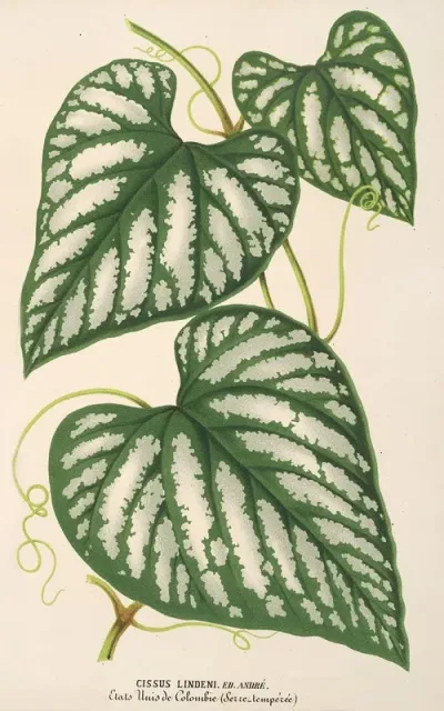 Cissus Lindeni