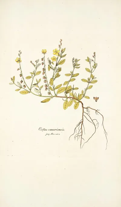Cistus Canariensis
