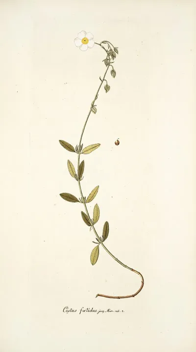 Cistus Foetidus
