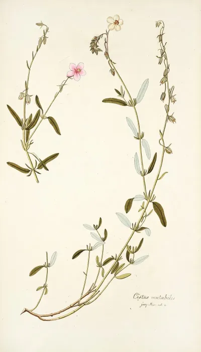 Cistus Mutabilis