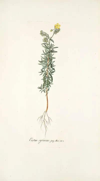 Cistus Syriacus