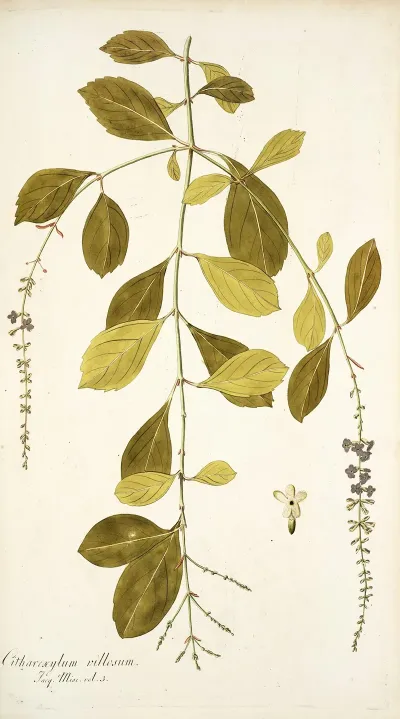 Citharexylum Villosum