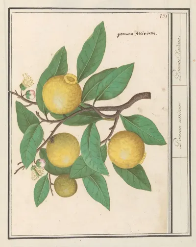 Citroen Citrus Limon