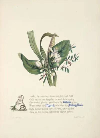 Citron Myrrh And Balmy Reed