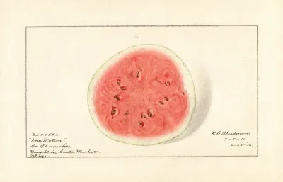 Citrullus Lanatus Tom Watson