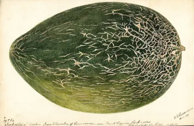 Citrullus Lanatus Turkestan
