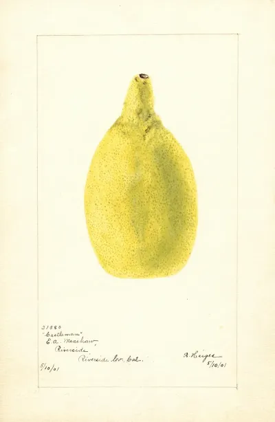 Citrus Aurantiifolia Castleman