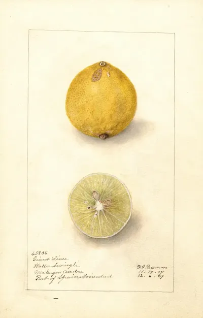 Citrus Aurantiifolia Giant