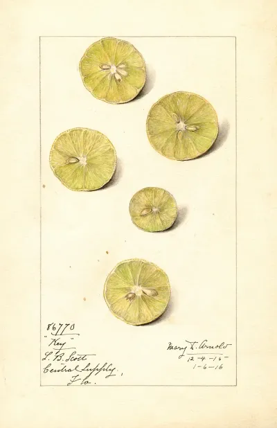 Citrus Aurantiifolia Key