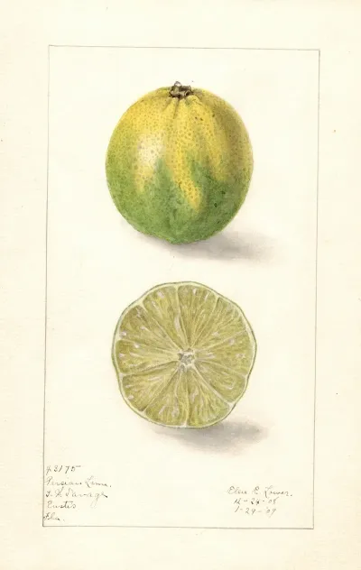 Citrus Aurantiifolia Persian Lime