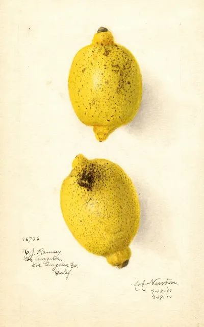 Citrus Aurantiifolia
