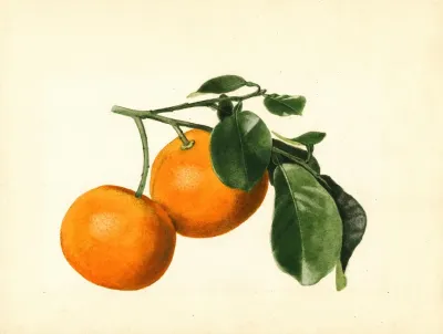 Citrus Aurantium Sour X 2 3