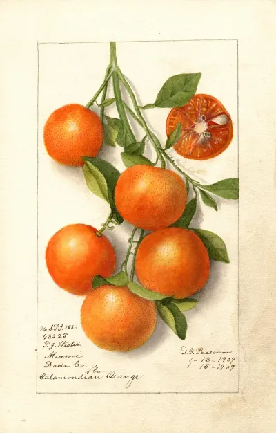 Citrus Calamondian